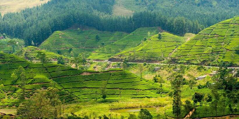 Tea Plucking and Tea Factory: Visit from Kandy - Analyzing the Value