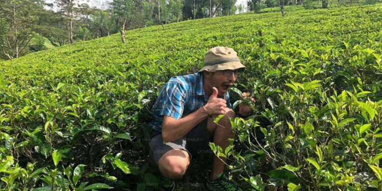 Tea Plucking and Tea Factory: Visit from Nuwara Eliya - Practical Details: What You Need to Know