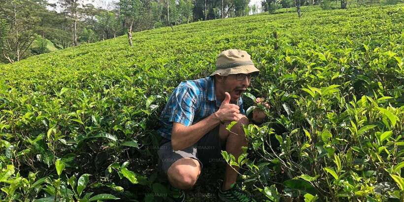 Tea Plucking and Tea Factory: Visit from Nuwara Eliya - Practical Details: What You Need to Know