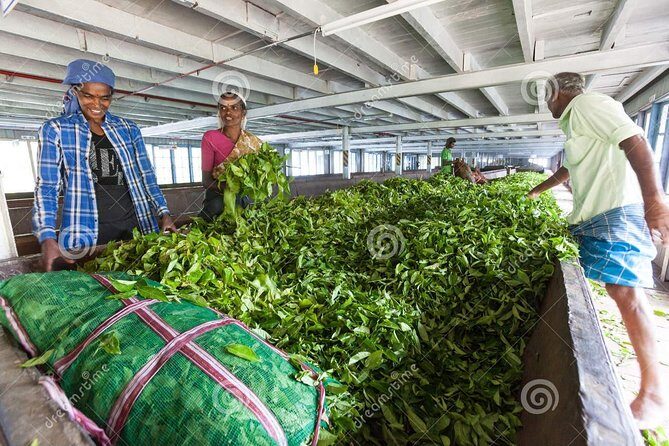 Tea Plucking and Tea Factory Visit from Nuwara Eliya. - A Closer Look at the Tour Experience