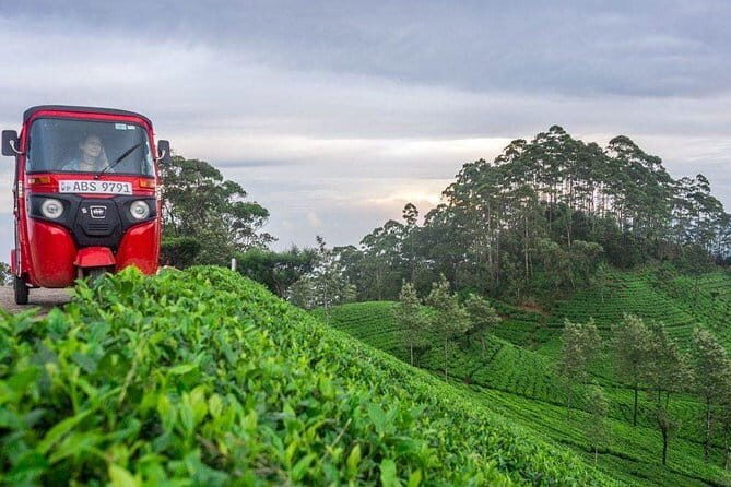 Tea Tasting in Nuwara Eliya - Detailed Breakdown of the Tour