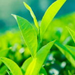 Tea Trail of Nuwara Eliya - The Experience: A Deep Dive into Sri Lanka’s Tea World