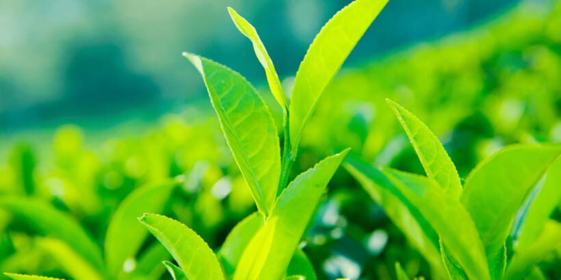 Tea Trail of Nuwara Eliya - The Experience: A Deep Dive into Sri Lanka’s Tea World