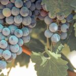 Temecula Valley Afternoon Wine Tour with Tastings and Cheeseboard - A Closer Look at the Temecula Wine Tour Experience