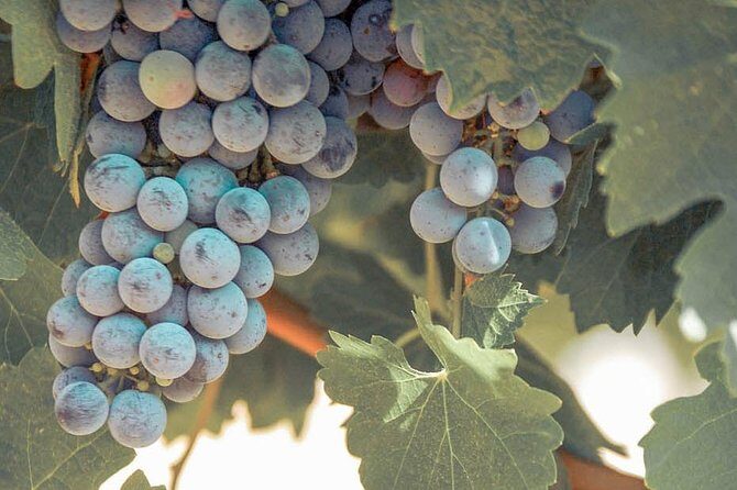 Temecula Valley Afternoon Wine Tour with Tastings and Cheeseboard - A Closer Look at the Temecula Wine Tour Experience