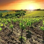 Temecula Wine Country Tour from San Diego - Who Would Enjoy This Tour?