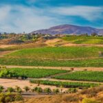 Temecula's Rancho California Wine Tour - An In-Depth Look at the Temecula Rancho California Wine Tour