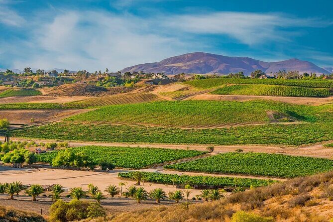Temecula's Rancho California Wine Tour - An In-Depth Look at the Temecula Rancho California Wine Tour