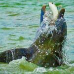 Ten Thousand Islands Eco/Dolphin Tour - Why This Tour Is a Good Value
