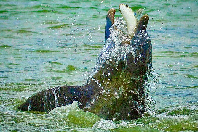 Ten Thousand Islands Eco/Dolphin Tour - Why This Tour Is a Good Value