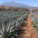 Tequila Jalisco Full Day Tour from Puerto Vallarta - The Sum Up