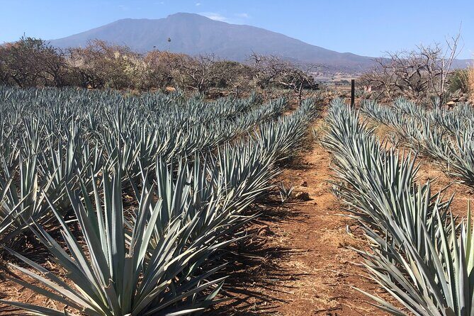 Tequila Jalisco Full Day Tour from Puerto Vallarta - The Sum Up