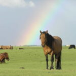 Terelj Day Tour with Lunch, horse riding & More... - Frequently Asked Questions