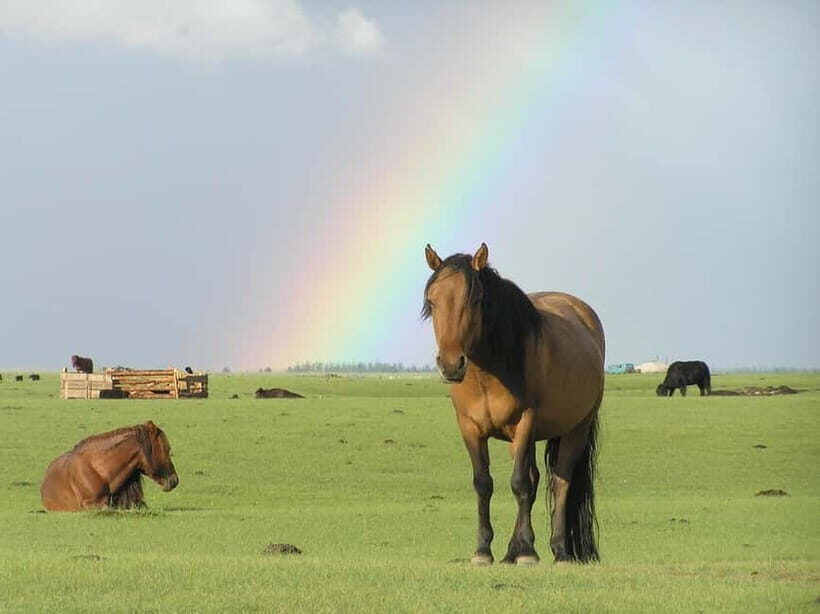 Terelj Day Tour with Lunch, horse riding & More... - Frequently Asked Questions