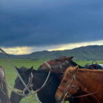 Terelj national park transport /Best price tour - Final Thoughts: Who Is This Tour Perfect For?