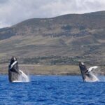 TEST Ultimate Whale Watch from Lahaina - Final Thoughts