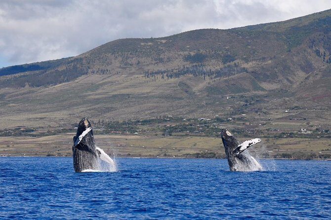 TEST Ultimate Whale Watch from Lahaina - Final Thoughts