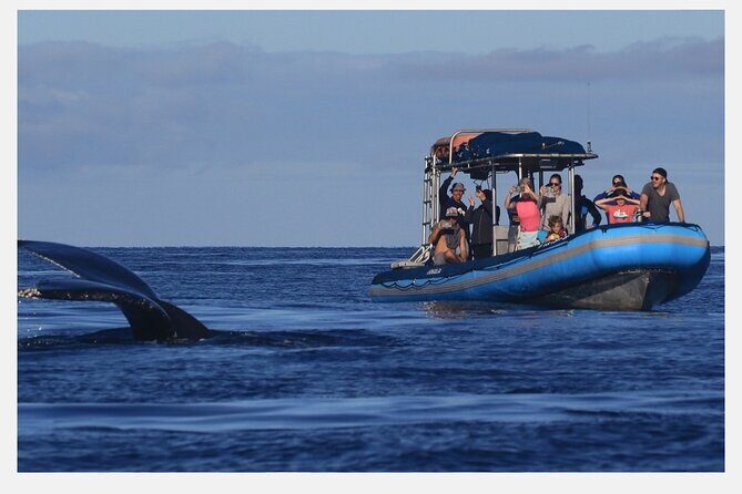 The Best 8 am 1.5 Hour Whale Watching Tour - Who Should Book This Tour?
