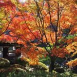 The Best of Wakayama City Private Tour - A Detailed Look at the Wakayama Private Tour