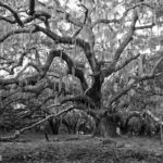 The Blackest Ghost Tour Ages 17 and Above - Who Will Love This Tour?