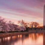 The DC Cherry Blossom Tour - Who Will Love This Tour?