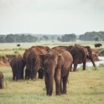 The Great Elephant Gathering Private Safari from Minneriya - Exploring the Experience in Depth