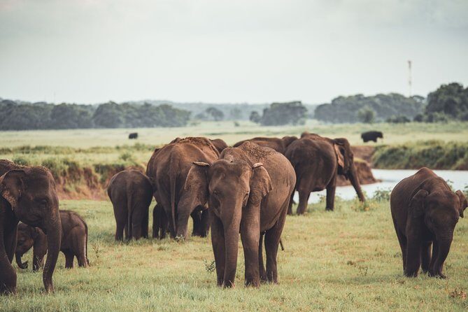 The Great Elephant Gathering Private Safari from Minneriya - Exploring the Experience in Depth