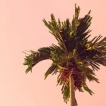 The Legends & Icons Tour of Palm Springs - Who Should Consider This Tour?