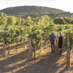 The Original 4 Winery Tour with Charcuterie - What’s Included and What’s Not