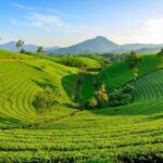 Thekkady: Vagamon Hill Station Day Trip with Breakfast - A Deep Dive into the Vagamon Hill Station Day Trip