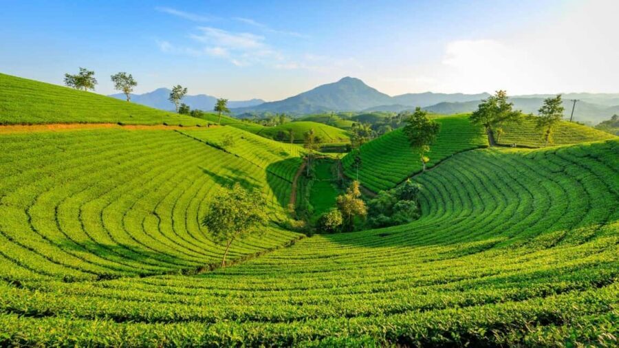 Thekkady: Vagamon Hill Station Day Trip with Breakfast - A Deep Dive into the Vagamon Hill Station Day Trip