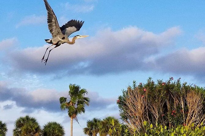 Thousand Islands Mangrove Tunnel Kayak Tour with Cocoa Kayaking! - A Complete Experience—What’s Involved