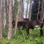 Three Brothers Peak and Kok Zhailyau: Path to the Clouds - The Itinerary in Detail: What You Can Expect