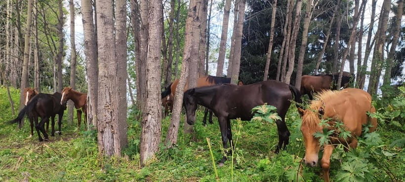 Three Brothers Peak and Kok Zhailyau: Path to the Clouds - The Itinerary in Detail: What You Can Expect