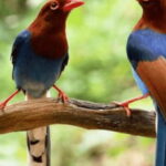 Three-Day Kitulgala Adventure Excursion - A Closer Look at the Three-Day Kitulgala Adventure