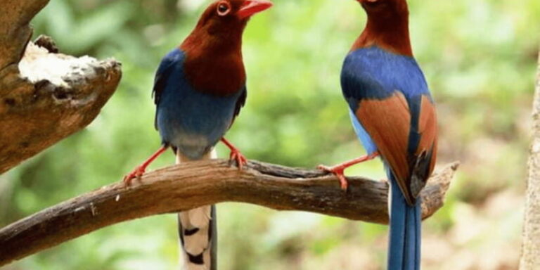 Three-Day Kitulgala Adventure Excursion - A Closer Look at the Three-Day Kitulgala Adventure