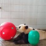 Ticket reservation for Chengdu Giant Panda Breeding Base - Who Should Consider This Tour?