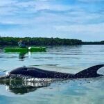 Tierra Verde FL: Coastal Kayaking Tour in Shell Key - Why This Tour Really Works