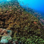 Tiger Shark Diving in Fuvahmulah:8 Days, 7 Nights 15 dives offer - Who Should Consider This Tour?