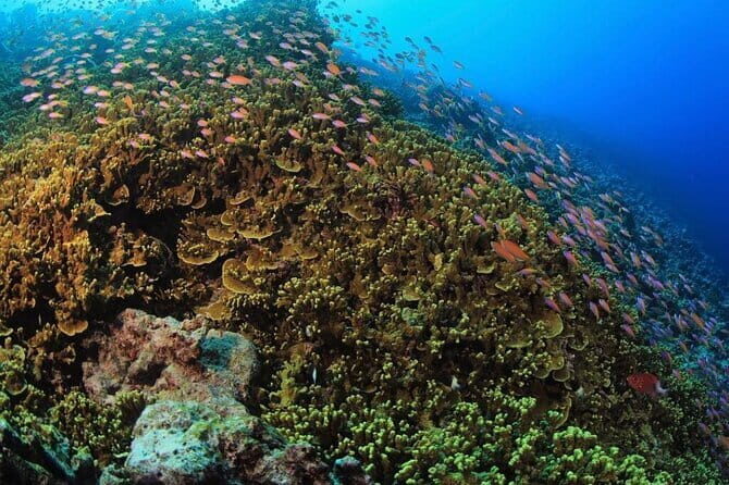 Tiger Shark Diving in Fuvahmulah:8 Days, 7 Nights 15 dives offer - Who Should Consider This Tour?