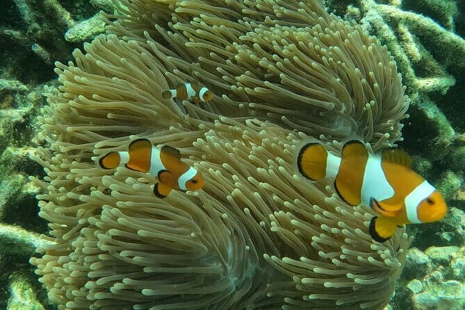 Tioman Coral Island Snorkeling & Island Hopping Tour - Final Thoughts: Is It Worth Your Time?