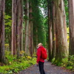 Togakushi: Sacred Forest Walk & Soba Traditions - An In-Depth Look at Togakushi: Forests, Shrines, and Food