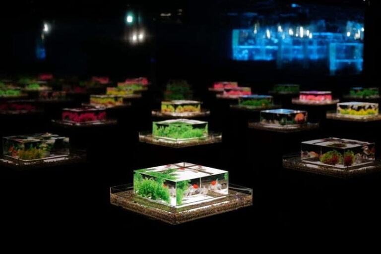 Tokyo: Art Aquarium Museum GINZA Entry Ticket - An In-Depth Look at the Art Aquarium Museum GINZA Experience
