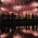 Tokyo: Ashikaga Flower Park with Entry Ticket - Who Will Enjoy This Tour?