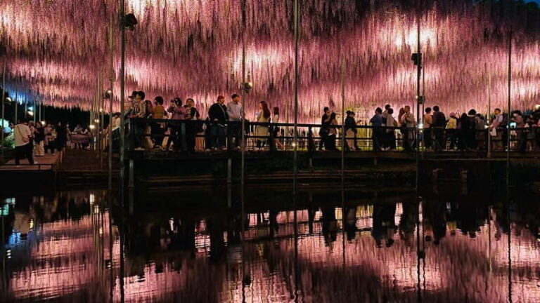 Tokyo: Ashikaga Flower Park with Entry Ticket - Who Will Enjoy This Tour?