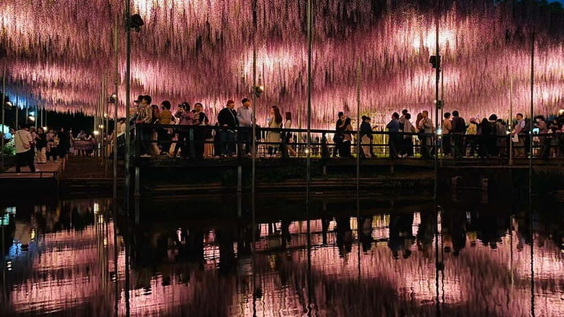 Tokyo: Ashikaga Flower Park with Entry Ticket - Who Will Enjoy This Tour?