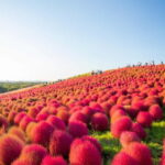 Tokyo: Autumn Hitachi Seaside Park, Fukuroda Falls & Ryujin - Who Will Love This Tour?