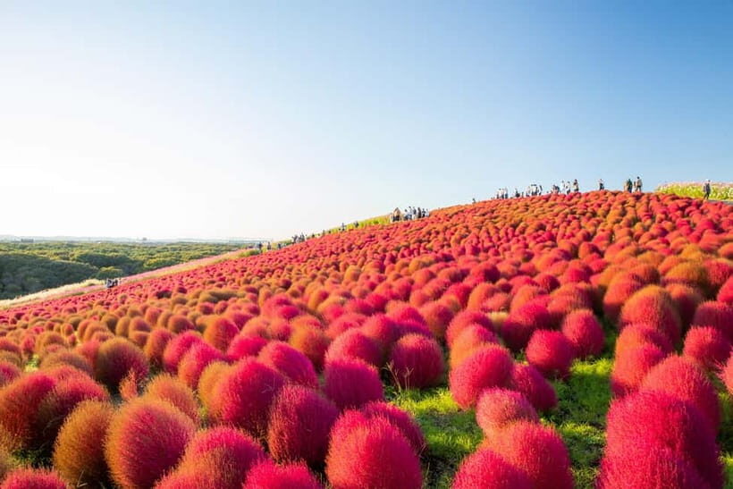 Tokyo: Autumn Hitachi Seaside Park, Fukuroda Falls & Ryujin - Who Will Love This Tour?