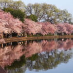 Tokyo Cherry Blossom Express Tour with Boat Ride - Exploring Tokyo’s Cherry Blossom Sites in Depth