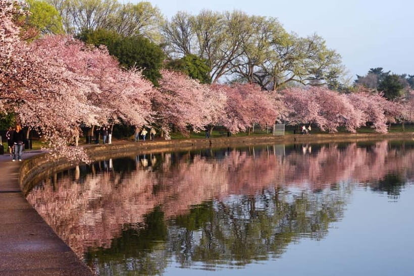 Tokyo Cherry Blossom Express Tour with Boat Ride - Exploring Tokyo’s Cherry Blossom Sites in Depth